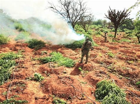 Ação erradica 16 mil pés de maconha na Zona Rural de Petrolina