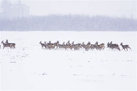 Deer in the snow stock image. Image of biology, ecology - 165220209