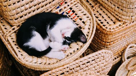 Why Do Cats Curl Up Into A Ball When Sleeping VT Critter Sitters