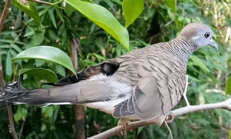 Cara Memilih Perkutut Katuranggan Di Ombyokan Avesnesia