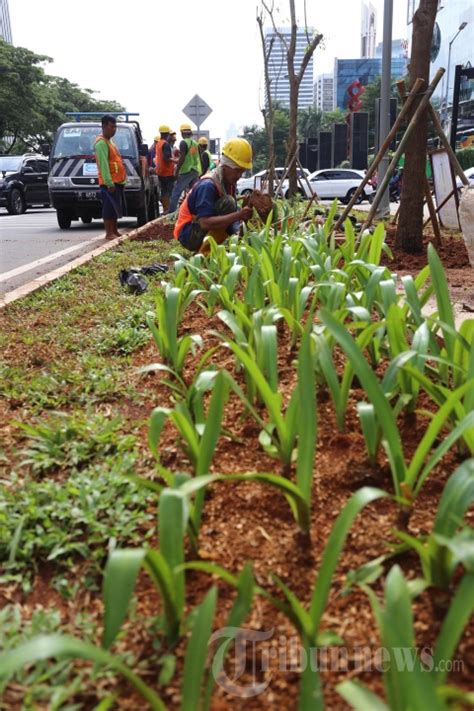 Penghijauan Di Jalur Pedestrian Sudirman Foto 4 1783774 TribunNews