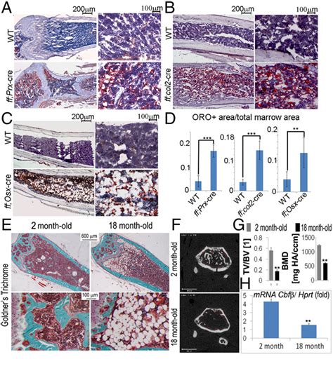 Figure From Cbf Governs Osteoblastadipocyte Lineage Commitment