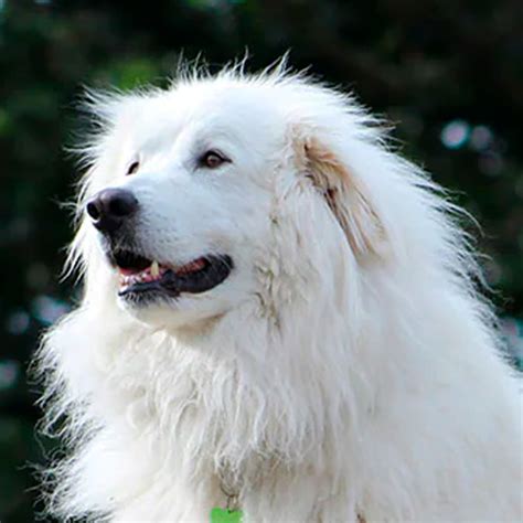 Todo sobre el perro Perro de montaña de los Pirineos Gran pirineo