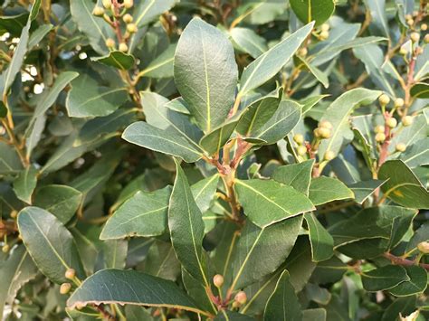 Laurel ComÚn Laurus Nobilis El Simbolo De La Victoria Plantameloencasa