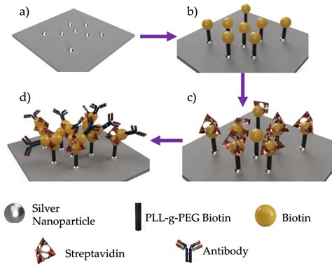 Schematic Of Surface Functionalization Steps To Immobilize Antibody