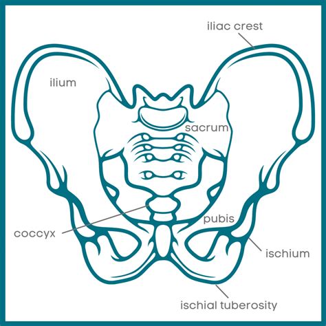 Pelvic Floor Anatomy and Function - Pelvic Health Professionals