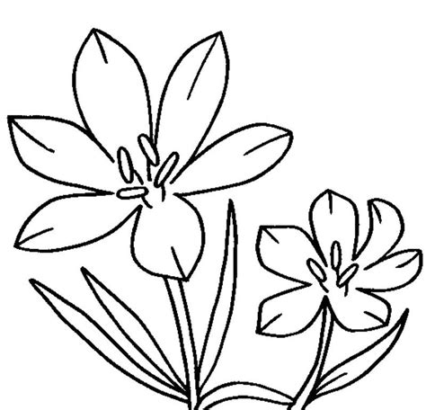 Cartoon Flower Coloring Pages Tripafethna