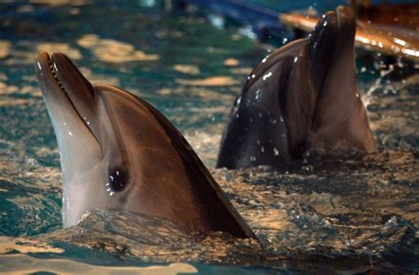 Russian Military Seeks Five Combat Dolphins I24news