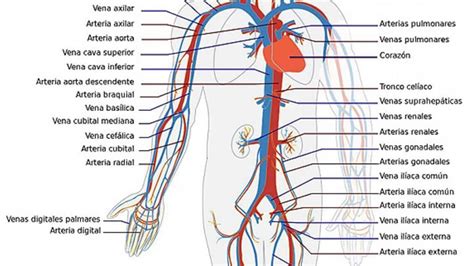 Diferencia Entre Venas Y Arterias Los R Os Sangu Neos