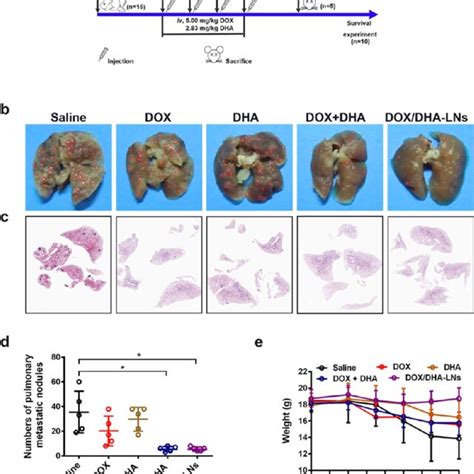 Antimetastasis In The T Experimental Lung Metastasis Model A