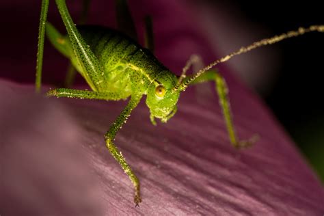 Green Grasshopper Close Up Photo · Free Stock Photo