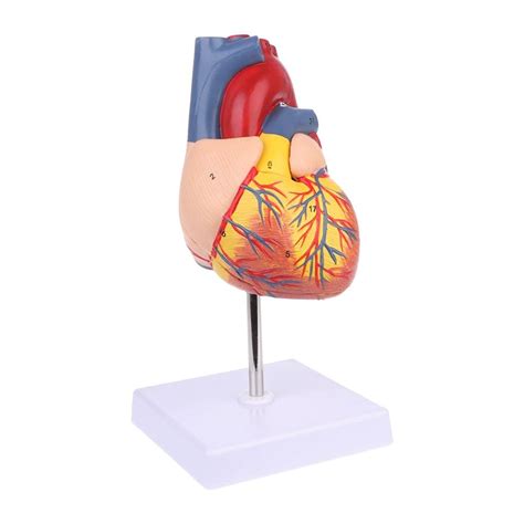 Buy Anatomical Models Disassembled Anatomical Human Heart Model Anatomy Teaching Tool Online at ...