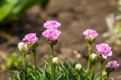 List Of Drought Tolerant Perennials For A Stellar Yard