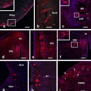 Fluorescence Photomicrographs Showing The Distribution Of PmCCK 8 Ir