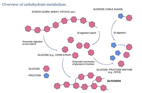 Major Features Of Carbohydrate Metabolism Biochemistry Carbohydrates Hflc