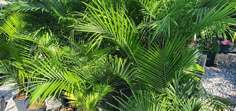 6 Majesty Palm Benefits That You Should Know - Plants Craze