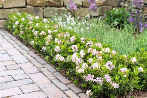 Rhododendron Bloombux Evergreen Hedge Hardy Plants Garden Inspiration