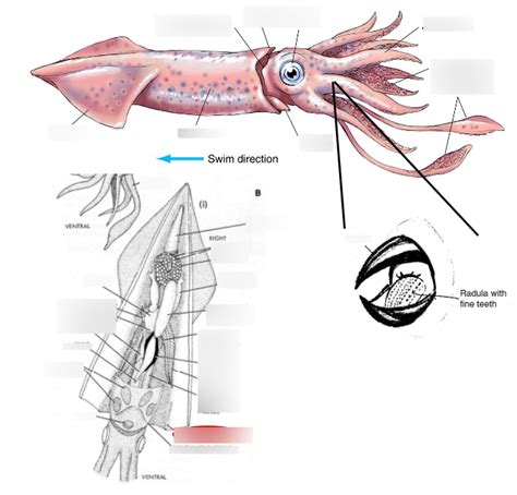 Phylum Mollusca Class Cephalopoda Squid Loligo External Diagram