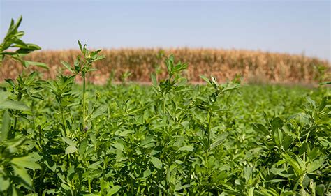 Alfalfa Hay Field