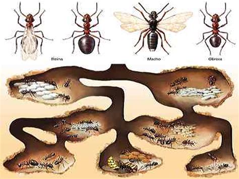 Estreptociencia Hormigas