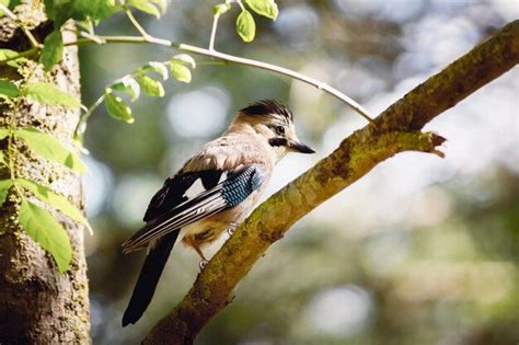 What are the earliest birds in the morning? - Birdful