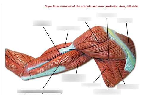 Labeling Arm Superficial Posterior Diagram Quizlet