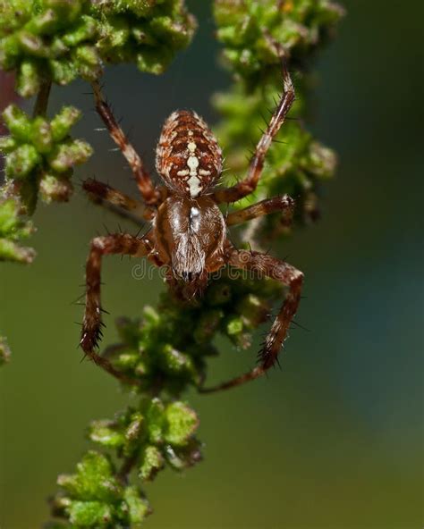 A Aranha De Jardim Europeia Diadematus Do Araneus Imagem De Stock