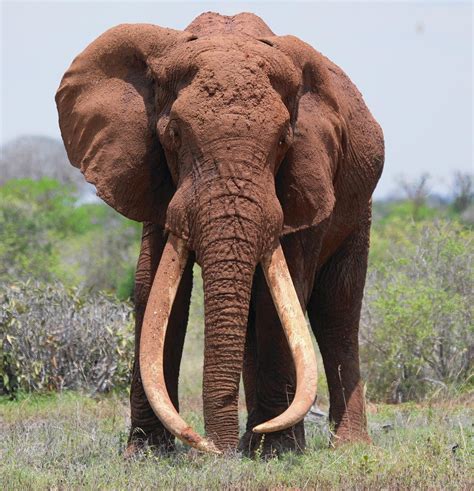 Pictures Of The Biggest Elephant In The World | PeepsBurgh.Com