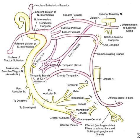 Facial Nerve Anatomy Overview Embryology Of The Facial Nerve Central