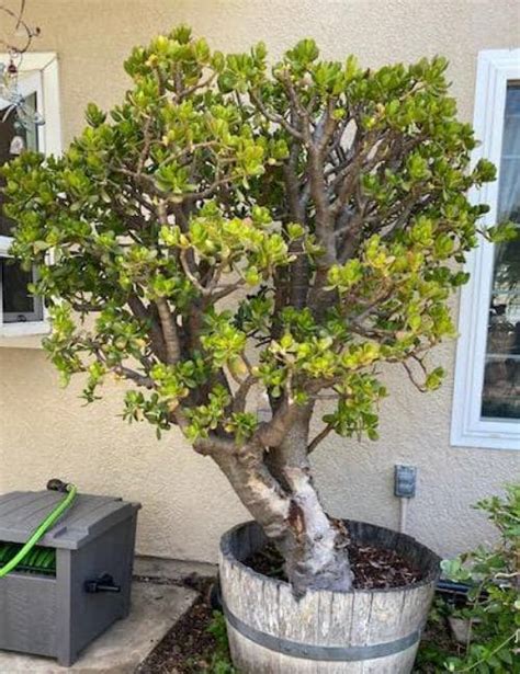 Tips For Growing A Tall And Bushy Jade Tree Global Gardening Secrets