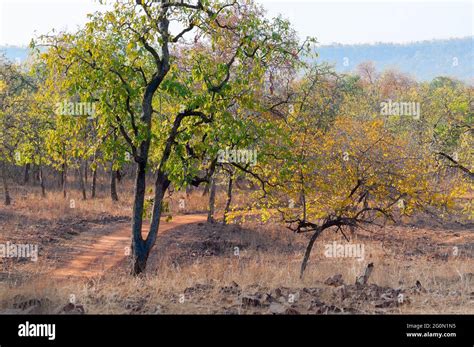 Beautiful Panna Forest At Panna National Park Madhya Pradesh India