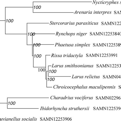 Topology of Maximum likelihood (ML) tree for 12 Charadriiformes... | Download Scientific Diagram