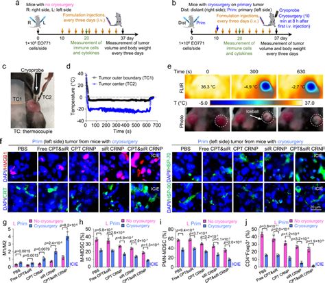 Icie Turns Immunologically “cold” Tme Into A “hot” One A A Schematic