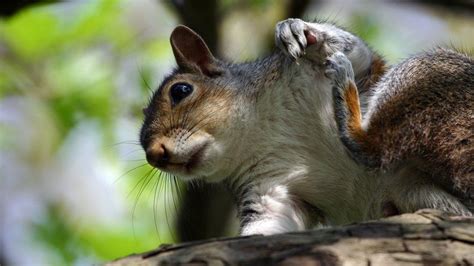 Leicestershire Wildlife Hospital Forced To Destroy Hurt Squirrels Bbc News