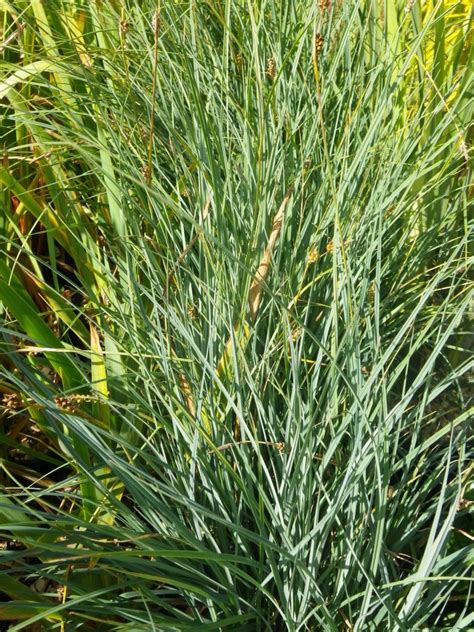 Carex Panicea Carnation Grass Devon Pond Plants