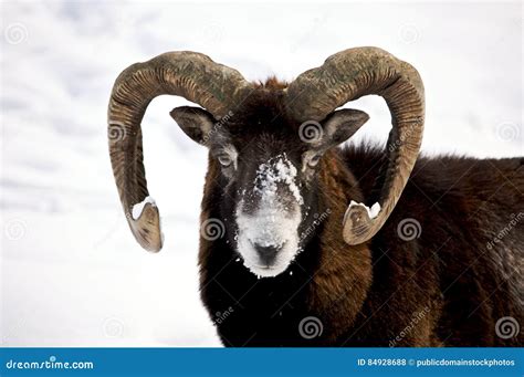 Mountain Ram Picture Image 84928688