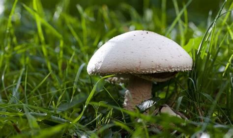 How to tell if garden mushrooms are poisonous | Express.co.uk