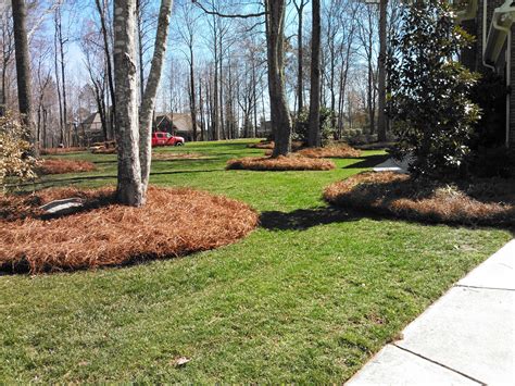 Why Pine Straw Mulch - New England Pine Straw Mulch