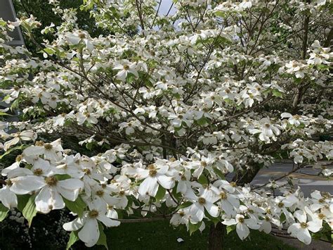 20 Flowering Dogwood Tree Seeds – Seed World