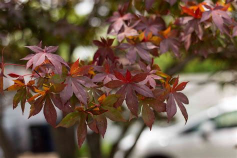 Different Types Of Japanese Maple Trees Rolfselling