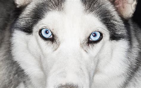 Ojos Husky Banco De Fotos E Imágenes De Stock Istock