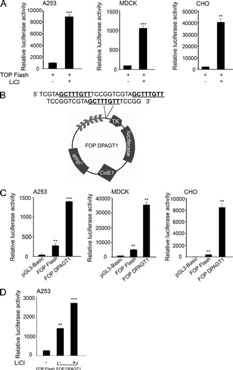 Tcf Lef Binding Sequence From The Dpagt Promoter Drives Luciferase