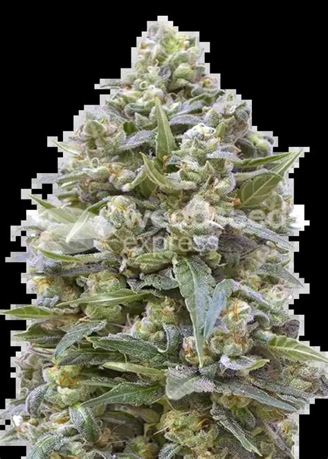 Alaskan Thunder Fuck Feminized Seeds Seeds By WeedSeedsExpress GrowDiaries