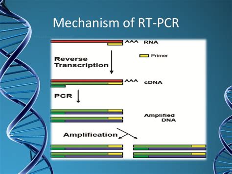 Types of pcr