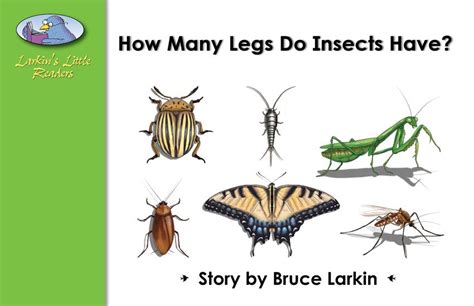 How Many Legs Do Insects Have?: wilbooks.com