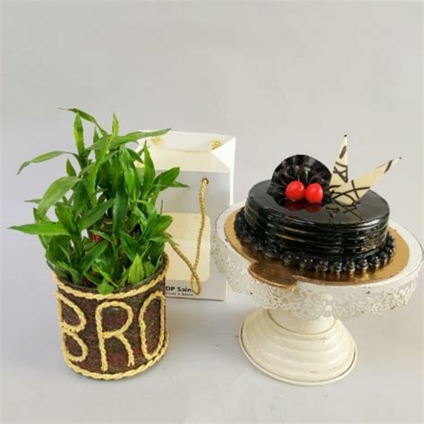 Lucky Bamboo Plant Bro With Cake Dp Saini Florist