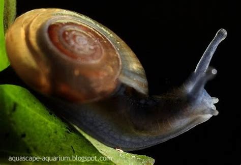 Aquarium Algae Eater | Ramshorn Snails - Aquascape Aquarium ...