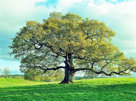 How to grow and care for oak trees | Love The Garden