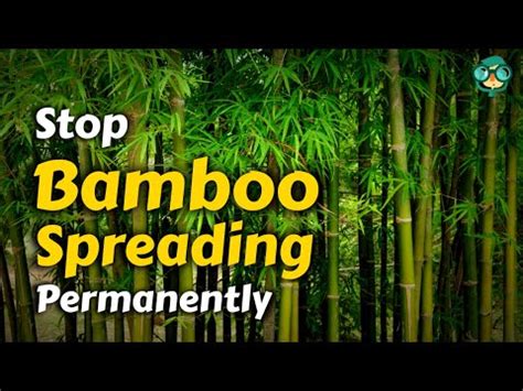 how to get rid of bamboo permanently