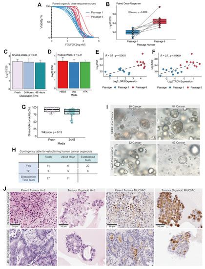 Biomedicines Free Full Text Murine And Human Gastric Tissue